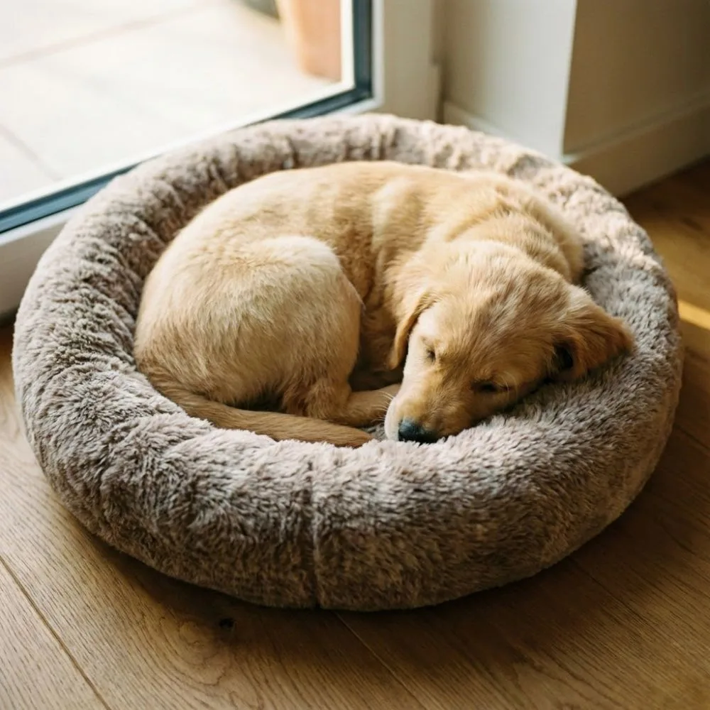 Chiot Golden Retriever endormi en boule dans un panier moelleux en fausse fourrure beige, près d'une fenêtre avec lumière naturelle chaude sur un parquet en chêne.